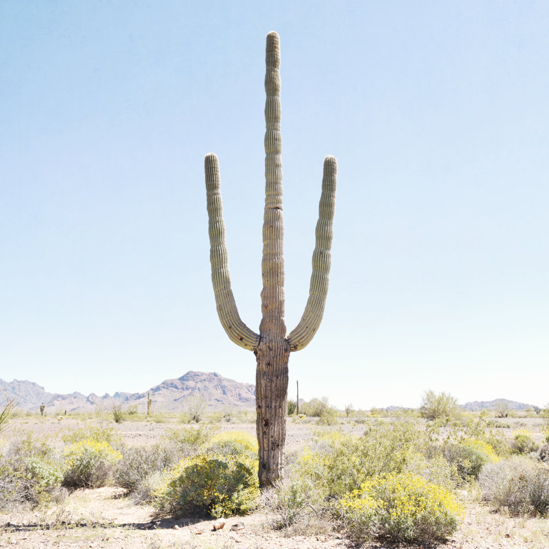 Bree Madden Lone Cactus, H 12 po x l 12 po, Non, Cadre simple érable érable