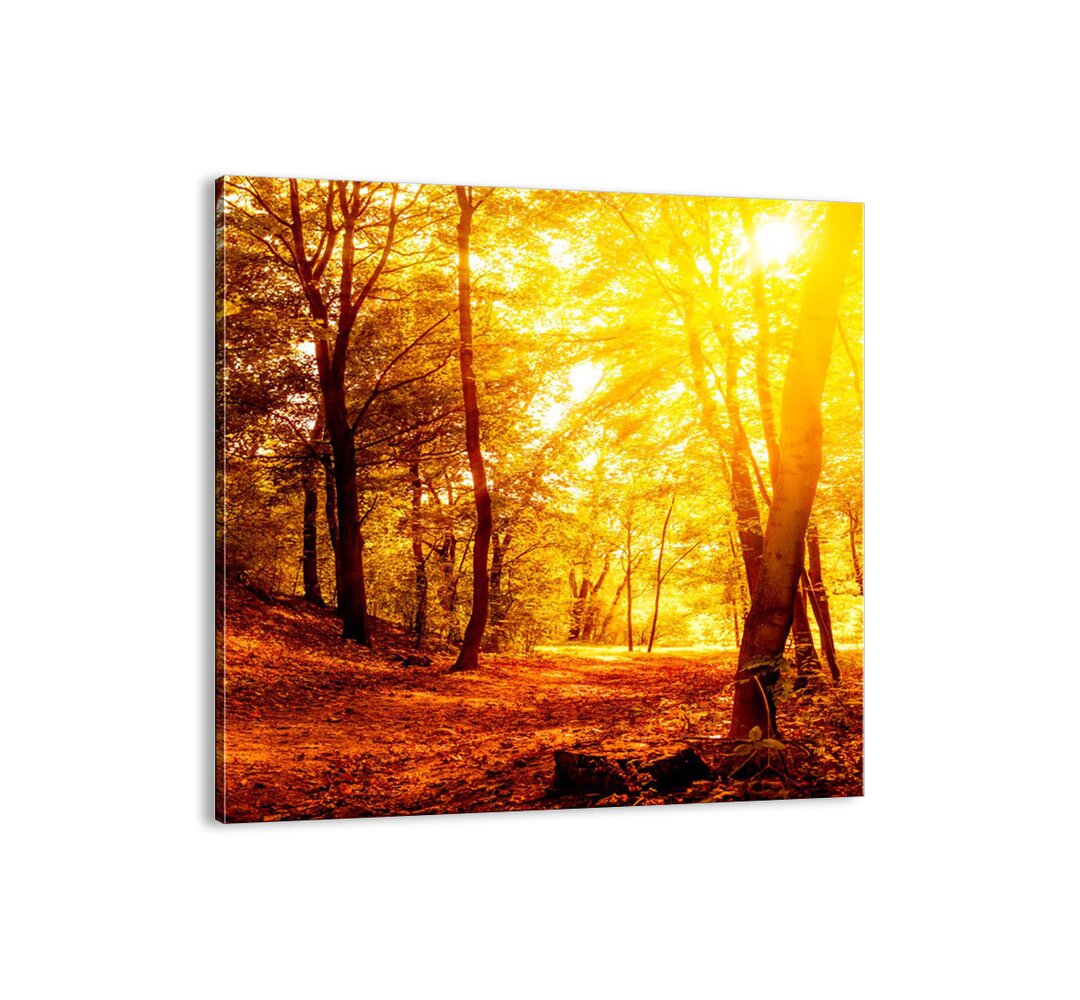 Leinwandbild - Fotografie „Towards a Golden Glade”