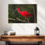 Oiseau rouge Brampt-108707149