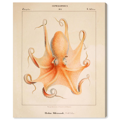 Verany The Octopus 1815 II Canvas Coastal Prints by Art Remedy