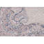 Tapis traditionnel oriental 7 x 10