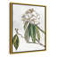 «Pearly Beauty II» par Eva Watts-129313428-129313473-129313489