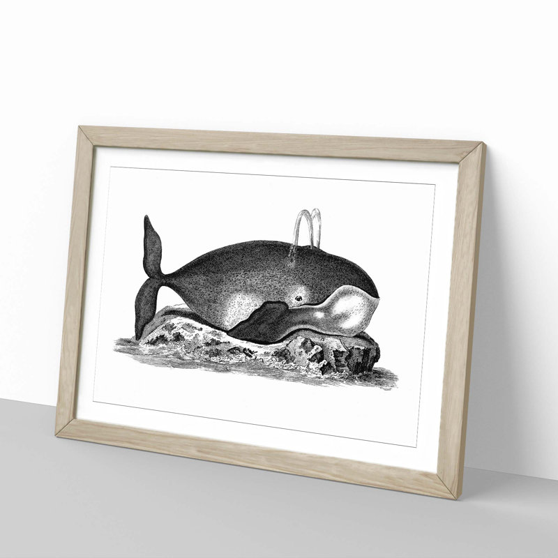 Great Whale in Black and White by George Shaw - Picture Frame Drawing Print, 27cm H x 36cm W x 2cm D, Oak Framed