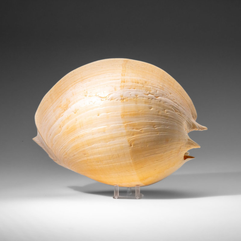 Genuine Large Volute Shell (2.3 Lbs)