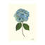 Pressed Hydrangea Set by Sandy Whitaker-259530002-259530006