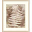 Routt Ferns 3 Painting