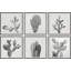 «Cactus Variety II Hexaptych», ensemble de 6 reproductions d'art sur papier encadrées-1090643808-1091125913