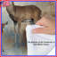 Édredon Forest Deer Family-123334847