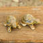 Figurine en tortue de tortue en tortues élastiques Caffarelli