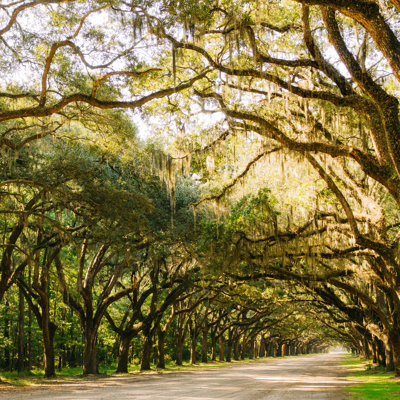 " Savannah Wormsloe Historic I " by Bethany Young