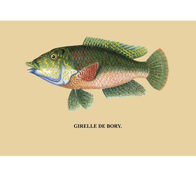 « girelle de bory », impression