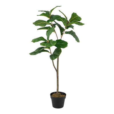 Figuier figuier en pot