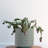 Round Stoneware Planter Pot with Polka Dots-1760338269