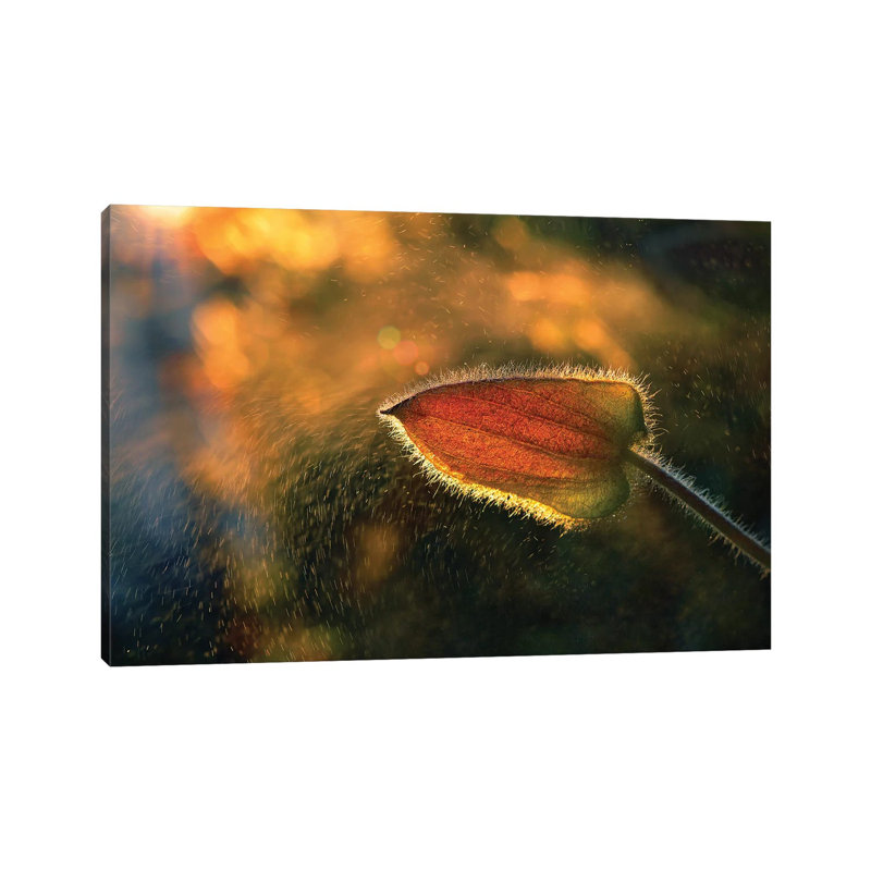 Sunshine Through The Rain by Tomer Yaffe - Wrapped Canvas Print, 66.04 cm H x 45.72 cm W x 3.175 cm D