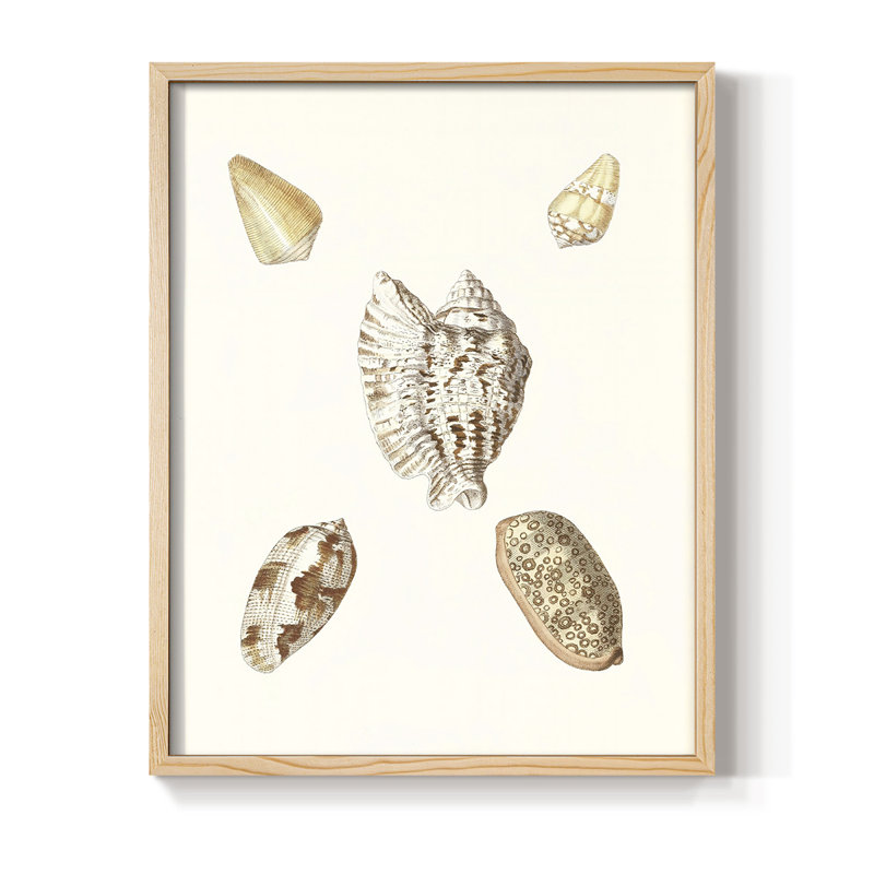 Pastel Knorr Shells VI Framed Print - Solid Wood