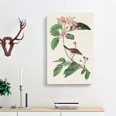 Bachmans Finch by John Audubon - Wrapped Canvas Painting