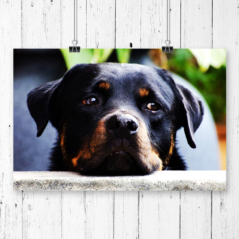 Rottweiler Dog - Frameless Print, 42 x 59.4cm