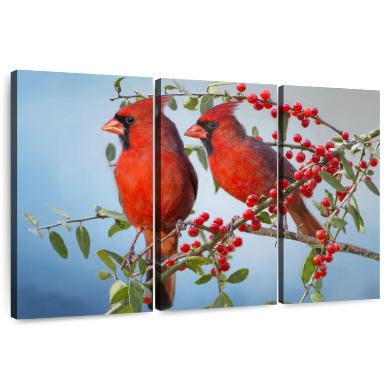 Cardinals simples Brampt, H 36 po x l 57 po
