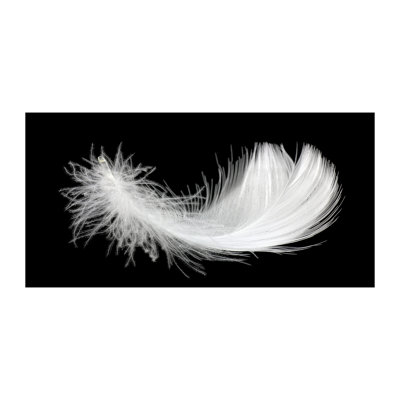 Feather - Wrapped Canvas Print