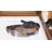 8" Avellina Cat Step for Window
