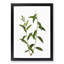 Golden Willow Tree Branch by Pierre-Joseph Redoute - Picture Frame Art Print-55608516-55608518