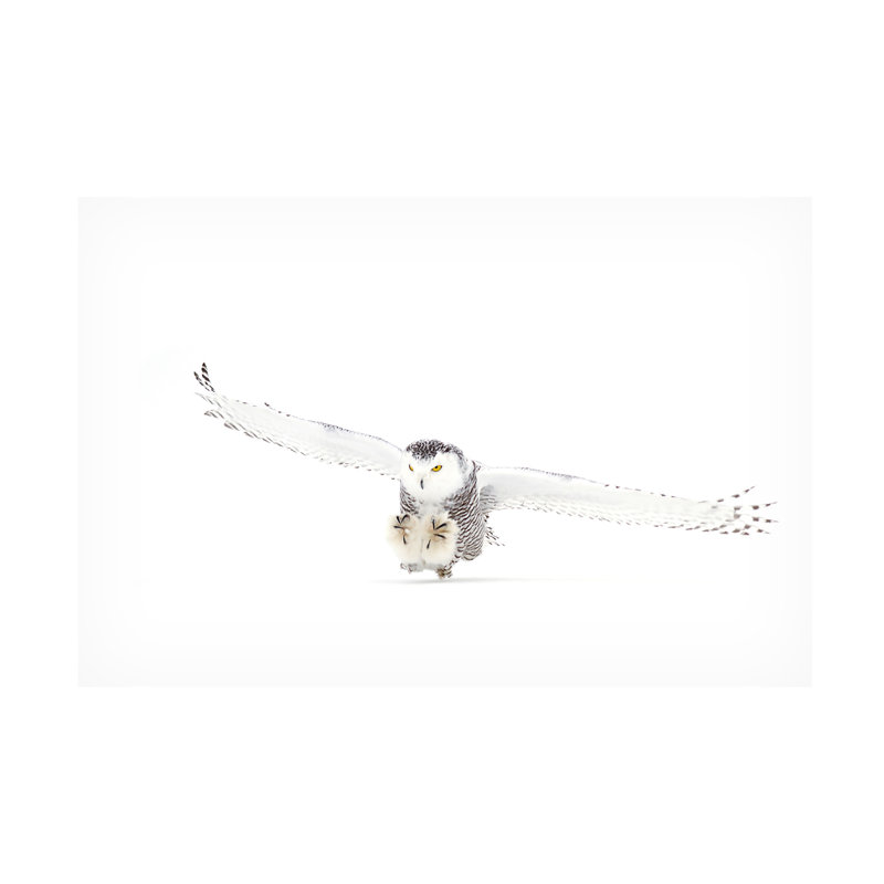 Art sur toile Jim Cumming Snowy Owl, H 12 po x l 19 po