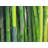 Bamboo Plant Print On Canvas