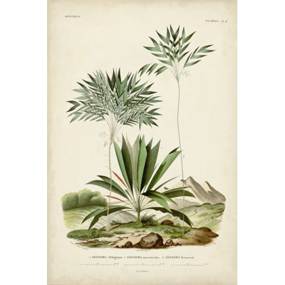 Antique Palm Collection VIII by M. Charles D'Orbigny - Wrapped Canvas Print
