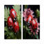 Tiny Ladybug Garden Guardians - Ensemble de 2 impressions murales en métal coccinelle-552159385