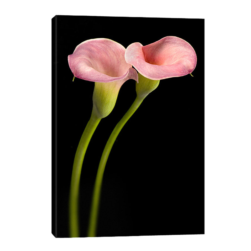 Pink Calla Lilies 1 Piece Wrapped Canvas Wall Art, 91cm H x 61cm W x 4cm D