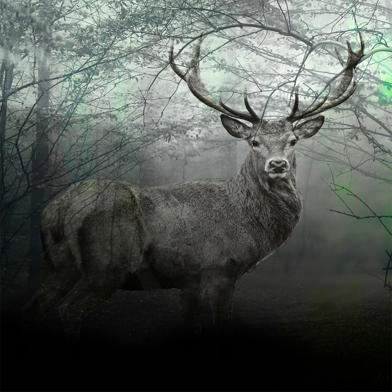 Majestic Stag 2 - Photographie sans cadre sur métal