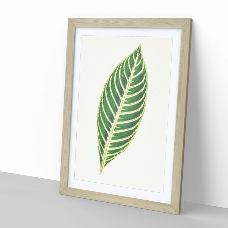 Tiger Plant Leaf by Benjamin Fawcett - Picture Frame Painting Print, Oak, 76cm H x 50cm W x 2cm D