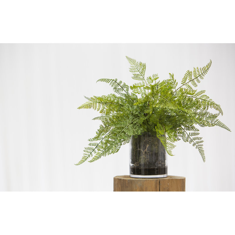 Kestrel dentelle fougère et plante de feuillage dans un vase décoratif