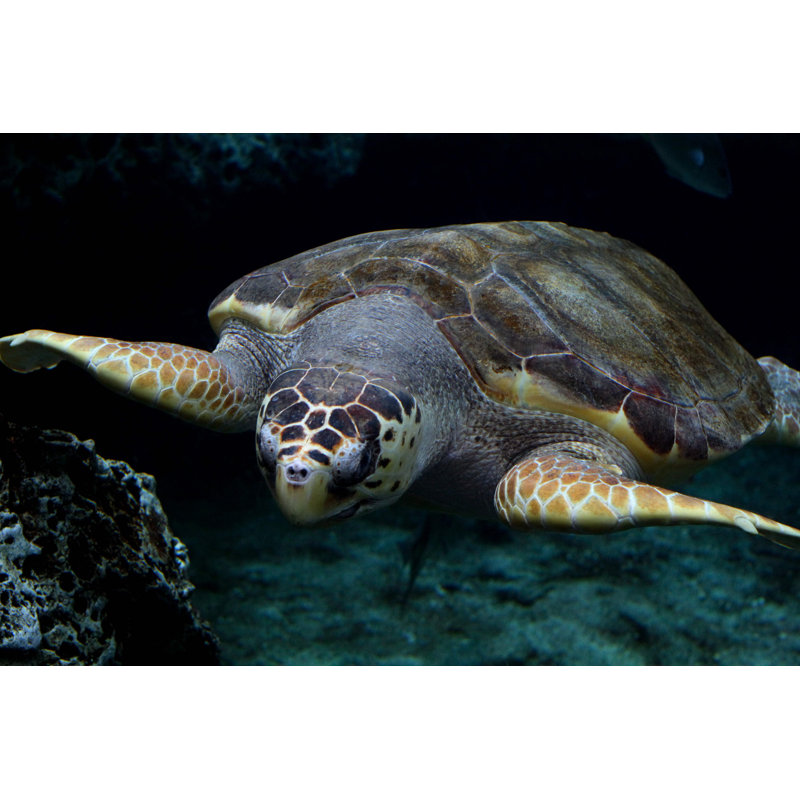 Loggerhead Sea Turtle - Wrapped Canvas Print, 20cm H x 30cm W