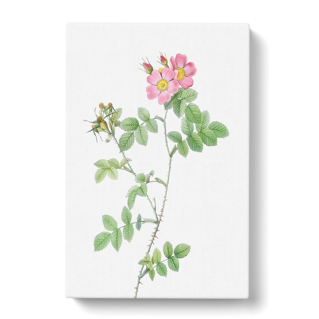 Sweetbriar Roses in Pink by Pierre-Joseph Redoute - Wrapped Canvas