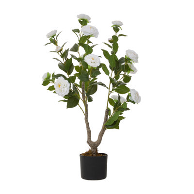 90cm Plant