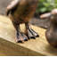 Animals Waterproof Plastic Garden Statue