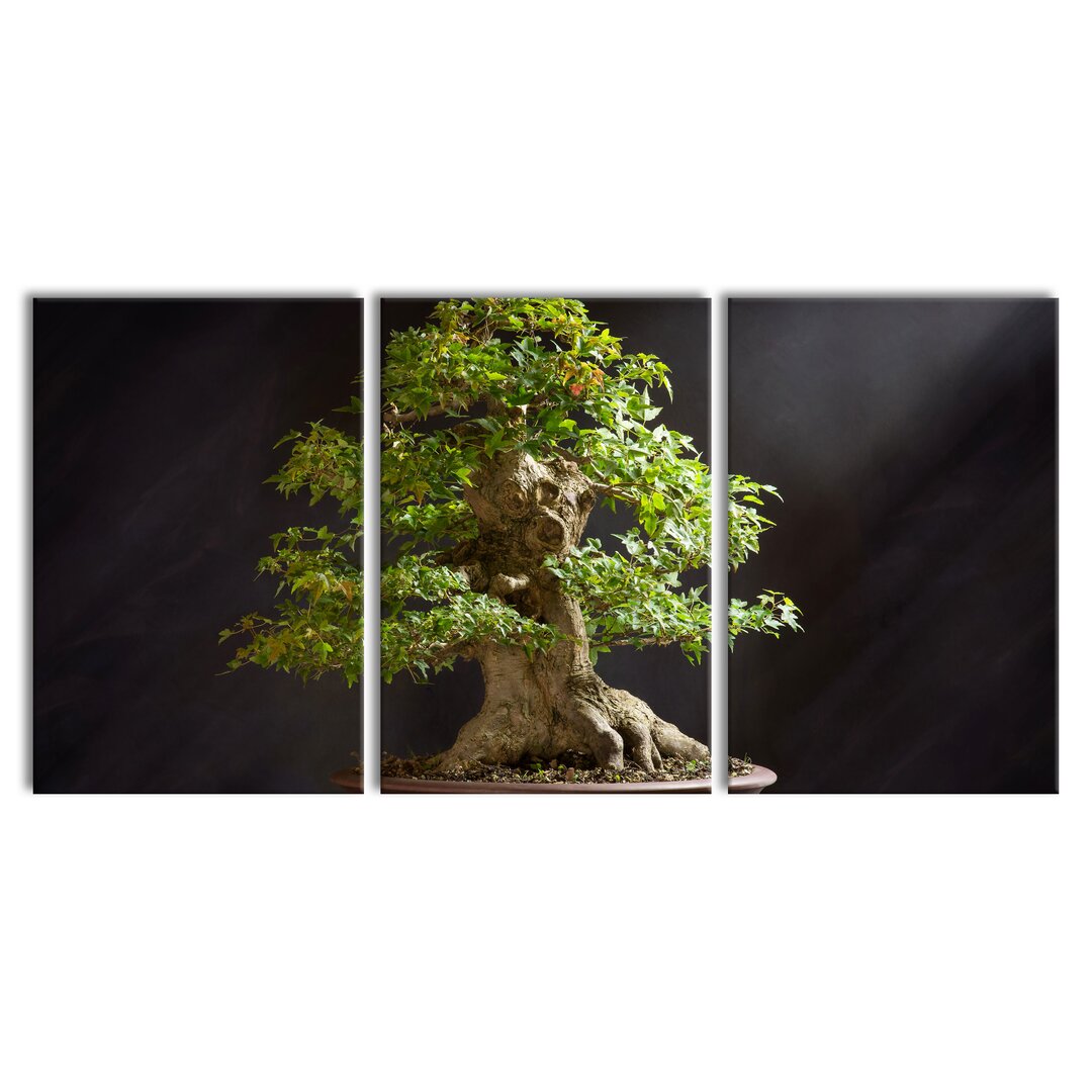 3-tlg. Leinwandbilder-Set Small Bonsai Tree