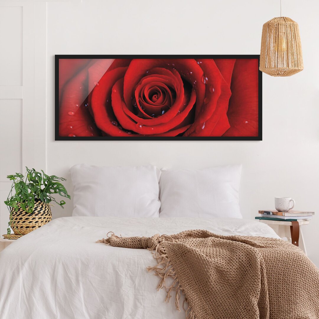 Gerahmtes Poster Rote Rose mit Wasser-Tropfen