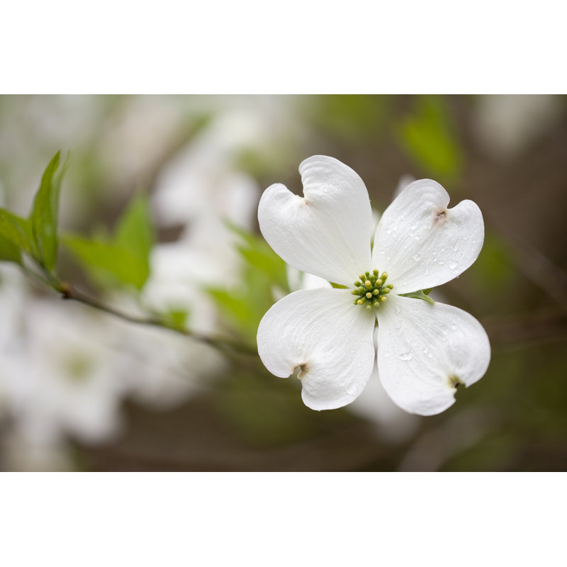 Dogwoods in the smoky mountains 157334988, 81cm H x 122cm W