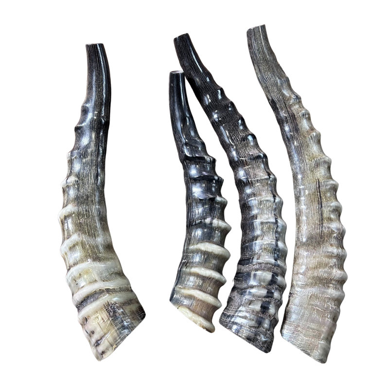 Blesbok Yemenite Shofar