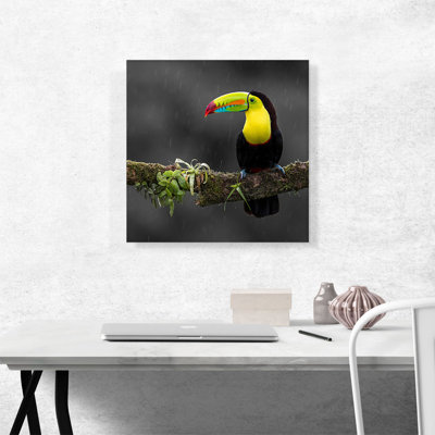 " Toucan Bird Green Branch Forest "