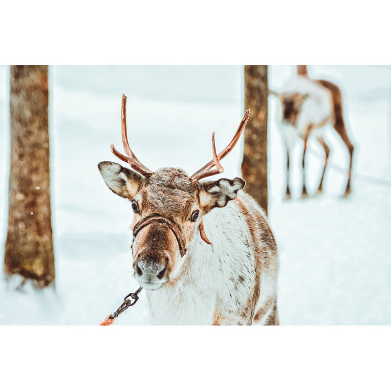 Gustine Reindeer In Finland - Wrapped Canvas Print, 30cm H x 46cm W x 3.8cm D