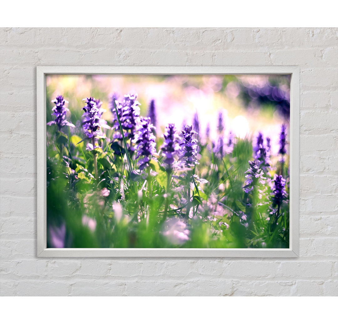 Lupine Flowers - Einzelner Bilderrahmen Kunstdrucke auf Leinwand