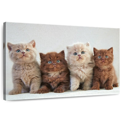 Chats British Shorthair