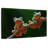 Two Wallace's Flying Frogs-107922750