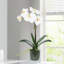 Orchid Arrangement In Glass Vase-1866871510