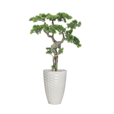 H 55,1 po Bonsai d'une beauté réelle