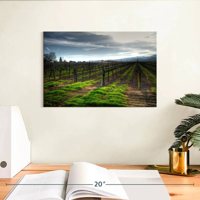Alvord Napa Vineyard en janvier, H 8 po x l 12 po