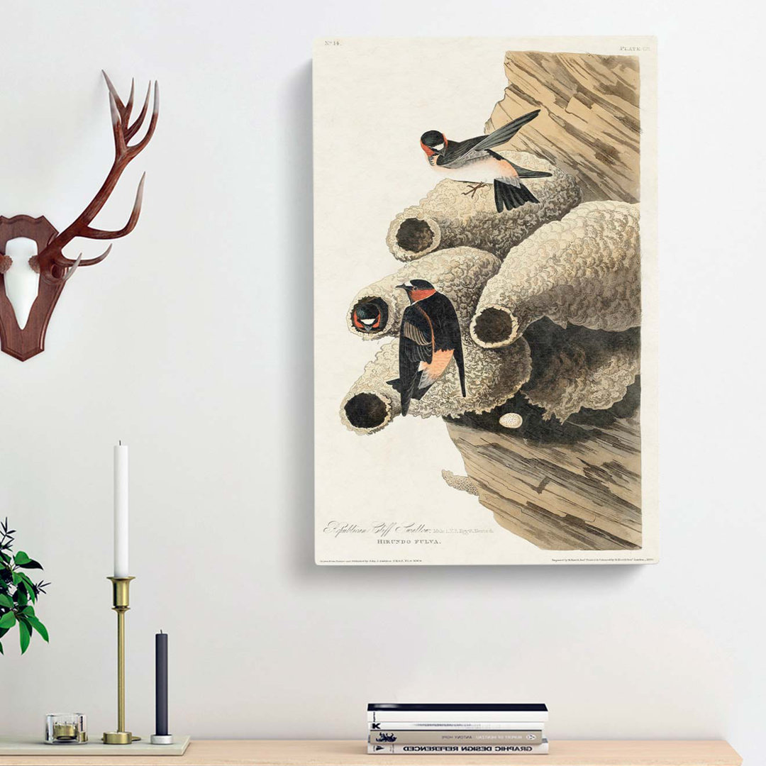 Cliff Swallows by John Audubon - Wrapped Canvas